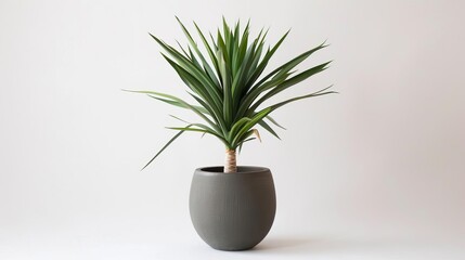 Fototapeta na wymiar Elegant tropical yucca plant in a sleek modern pot, isolated on a pristine white background for a minimalist, sophisticated look