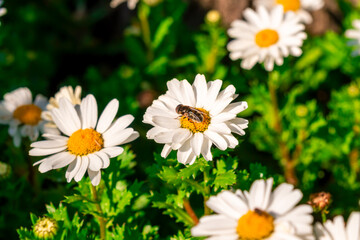 Fototapeta premium A Bee Collecting Pollen On Daisy Flower