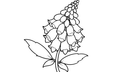 Exquisite Foxglove Flower Vector Illustrations Elevate Your Design with Stunning Botanical Art © mahira
