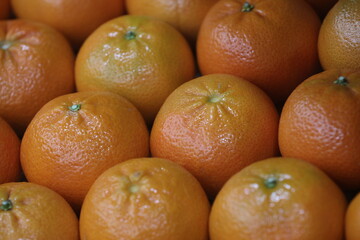 Close up of Tarocco oranges in a storehouse packaged ready exportation