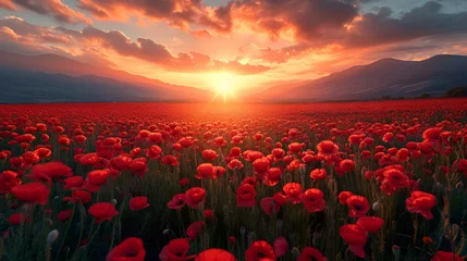 Photo sur Aluminium Rouge violet Beautiful field of poppy flowers at dawn