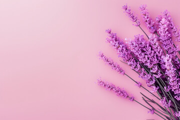 Obraz premium Lavender on pink background, soothing, fragrant botanical arrangement with copy space