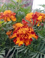 Tagetes erecta, the African marigold, boasts radiant golden blossoms set amidst lush greenery, adding a splash of color to gardens while enticing beneficial pollinators with its charming allure.