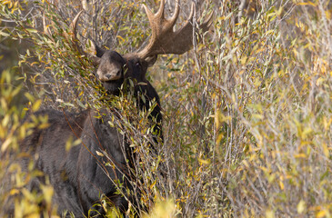 Bull Shiras Moose During the Rut in Autumn in Wyoming