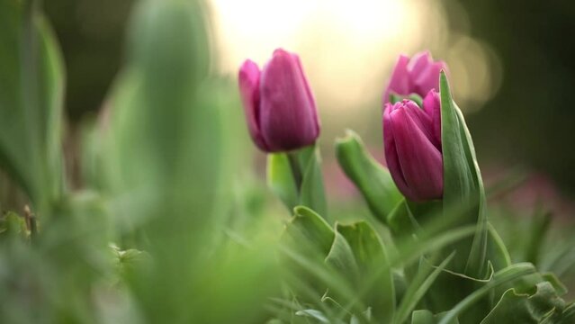 purple tulips, spring flowers in the garden