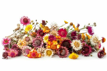 Summer season strawflower bouquet isolated on white background, colorful dried flowers arrangement illustration