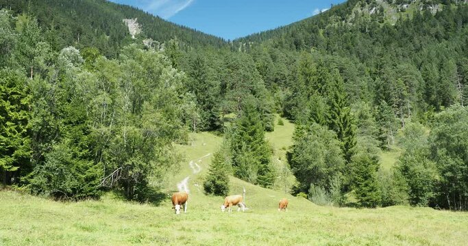 Naturpark Karwendel in &Ouml;sterreich. Eine Herde K&uuml;he weidet auf den gr&uuml;nen Wiesen des Gerntals zwischen Pletzachalm und Gernalm