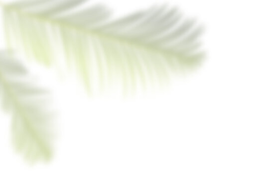 Palm Tree Leaves or Cycas Calcicola plant shadows on the white wall vector illustration.branches of tropical plants leaf. Tropical concept background template. 