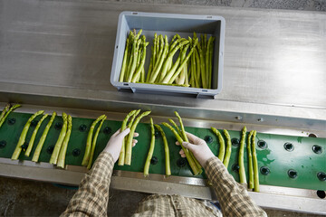 Farm worker washing green asparagus from the field, copy space