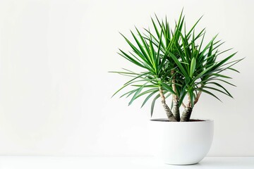 Tropical House Yucca Plant in Modern White Pot, Isolated Houseplant Photo