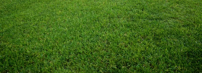 Papier Peint photo Vert Close-Up of Grass Field in 4K Ultra HD Resolution