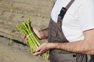 Farmer with bunch of green asparagus on field background - 773404669