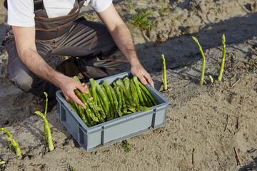 Farmer harvesting green asparagus sprouts in the field