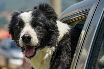 A border collie with heterochromia and the nose peeled, showing the head through a car window, in the town of Villa de Leyva in central Colombia.