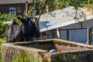 A black calf near a rustic cement tank for water, with a yellow tag with her name "Spring" in Spanish, in the eastern Andean mountains of central Colombia.