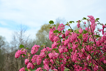 Busch mit roten Blüten