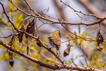 A female Eurasian siskin Carduelis spinus seen feeding on common alder seeds in February