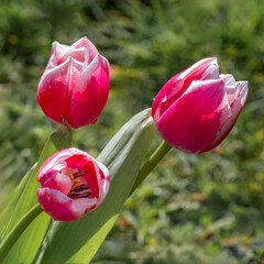 A close up of a group of three red tulips. The out pf focus natural background has space for text