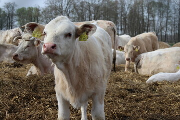 Kalb in Mutterkuhherde