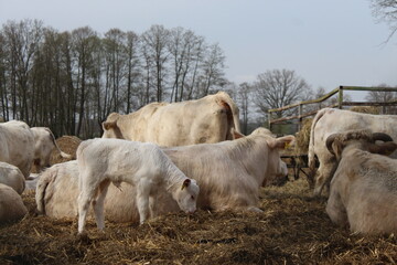 Jüngstes kalb einer Mutterkuhherde