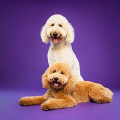 Beautiful goldendoodle dog isolated on Purple background. looking at camera .front view.dog studio portrait.happy dog .dog isolated .puppy isolated .puppy closeup face,indoors.cute puppy isolated .
