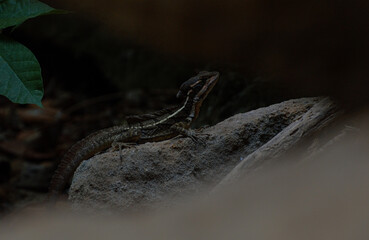 Basilisco marron
