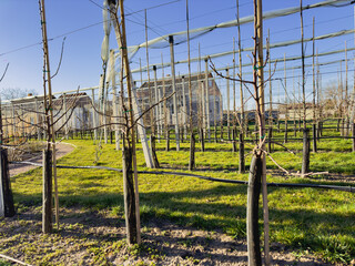 Rows of fruit trees in the spring. Yet without leaves. orchard in spring, fruit trees with buds, neatly tied up