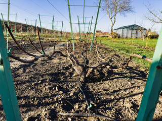 A vineyard with rows of grape vines in early spring. The vines are bare with visible knots. A fence surrounds the vineyard, and there's a greenhouse in the backgroun
