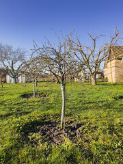 fruit tree in the garden in early spring against the background of a field with green grass and a blue sky