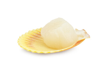 Fresh raw scallop in shell isolated on white