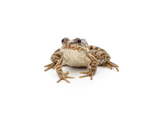 One brown frog.