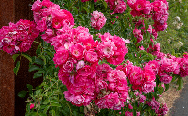 Rosheim, France - 06 27 2023: Detail view of roses of the rose garden along the bike lane .