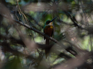 Ave jacamar