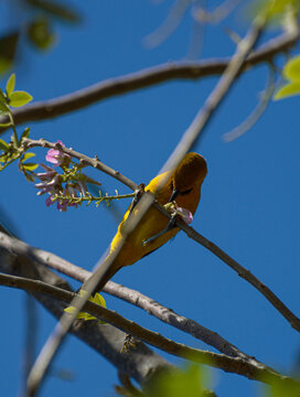 P&aacute;jaro, amarillo, negro, ave, toche