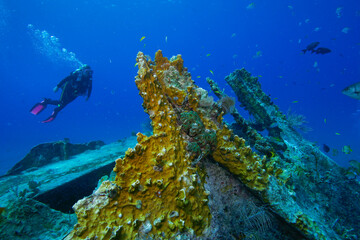 Diver exploring the WW II wreck of the Benwood off Key Largo, Florida