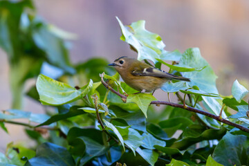 Goldcrest bird 