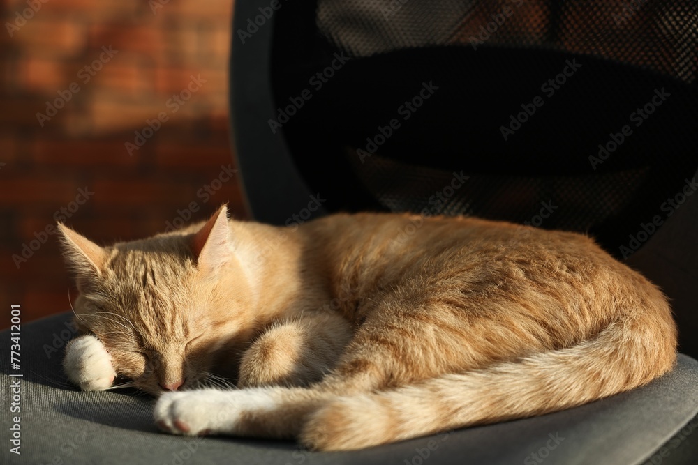 Poster Cute ginger cat sleeping on sofa at home