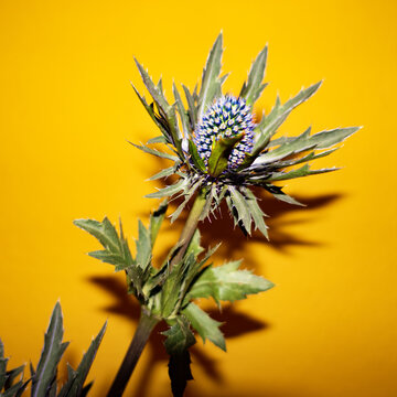 Blue thistle on yellow background 