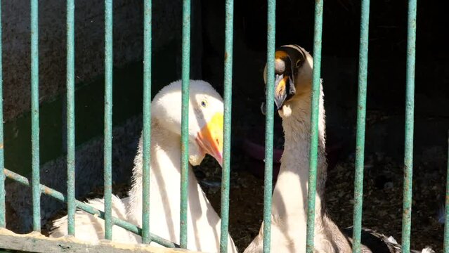 White geese in aviary. Farm. Zoo. Animals. 