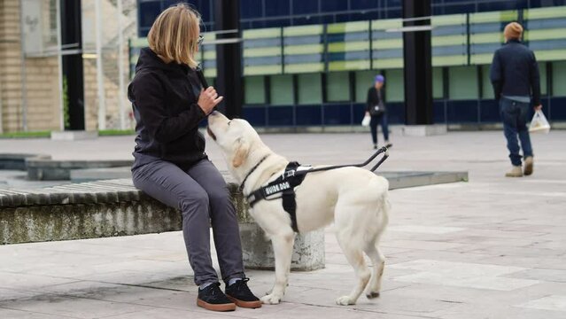 Female instructor training a young dog for a guide dog, blind people mobility assistant, on the city street, handheld shot.