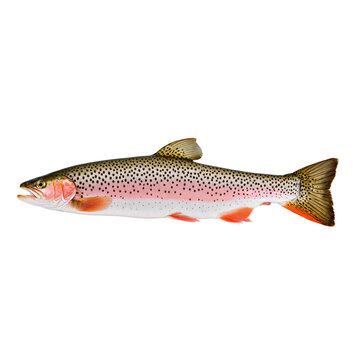 Trout Whole pink fleshed trout, close-up sea food, isolated on transparent background