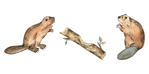 Watercolor illustration of two beavers and a log on transparent background