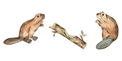 Watercolor illustration of two beavers and a log on transparent background