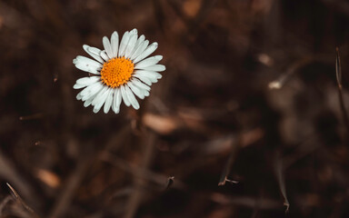 flowers,spring,rest, colors, life, background