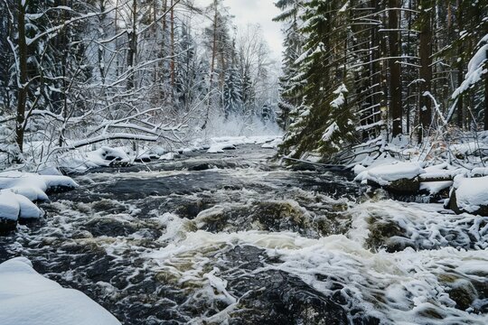 Wild River Flowing through Snowy Forest in Winter, Scenic Nature Landscape