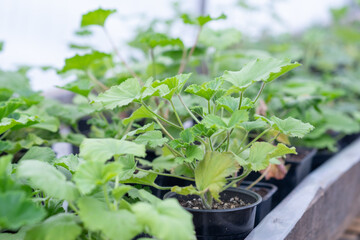 Growing flower seedlings in the greenhouse room. Plants are standing on shelves. 