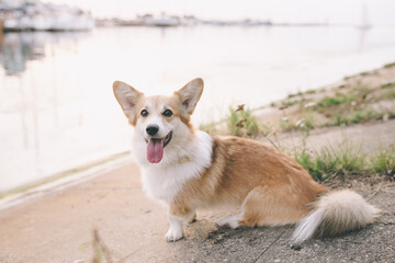 corgi dog on the street