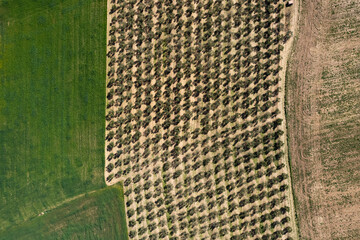 aerial view of a vineyard field