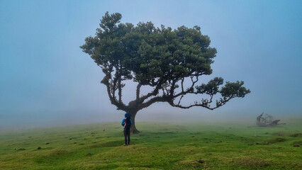 Hiker man with baby carrier at old evergreen laurel trees (Ocotea foetens) in mystical fog in...