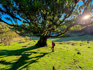 Hiker woman passing cow on lush green meadow. Massive laurel trees (Ocotea foetens) in subtropical...